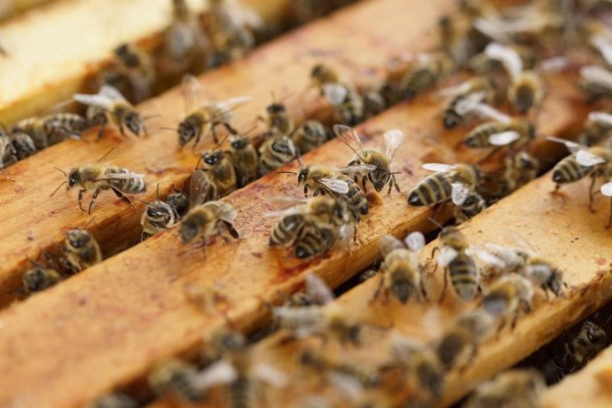 Archivo - Abejas.
