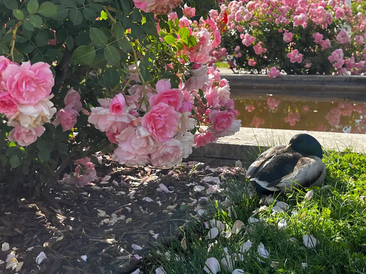 La Rosaleda del Parque Oeste de Madrid