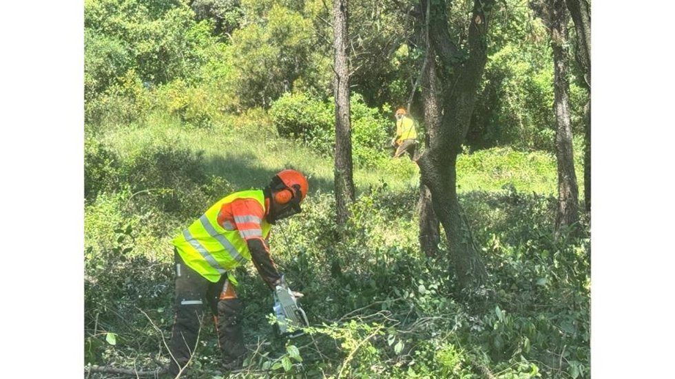 Un operario realizando tareas de limpieza forestal.