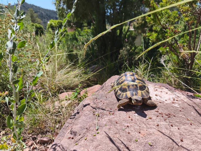Una tortuga