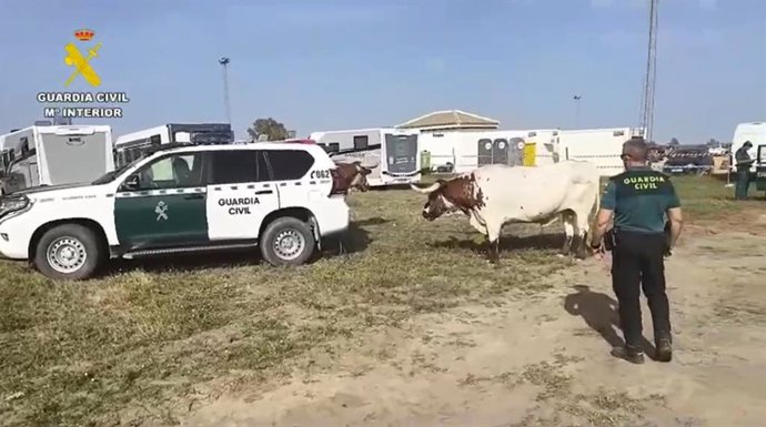 Agentes de la Guardia Civil controlando a dos bueyes desbocados.