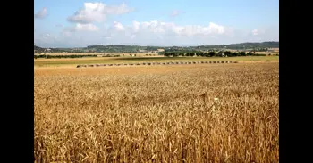 Más de 15.000 agricultores y ganaderos de CyL reciben el último pago de la PAC 2025 por un total de 33,5 millones