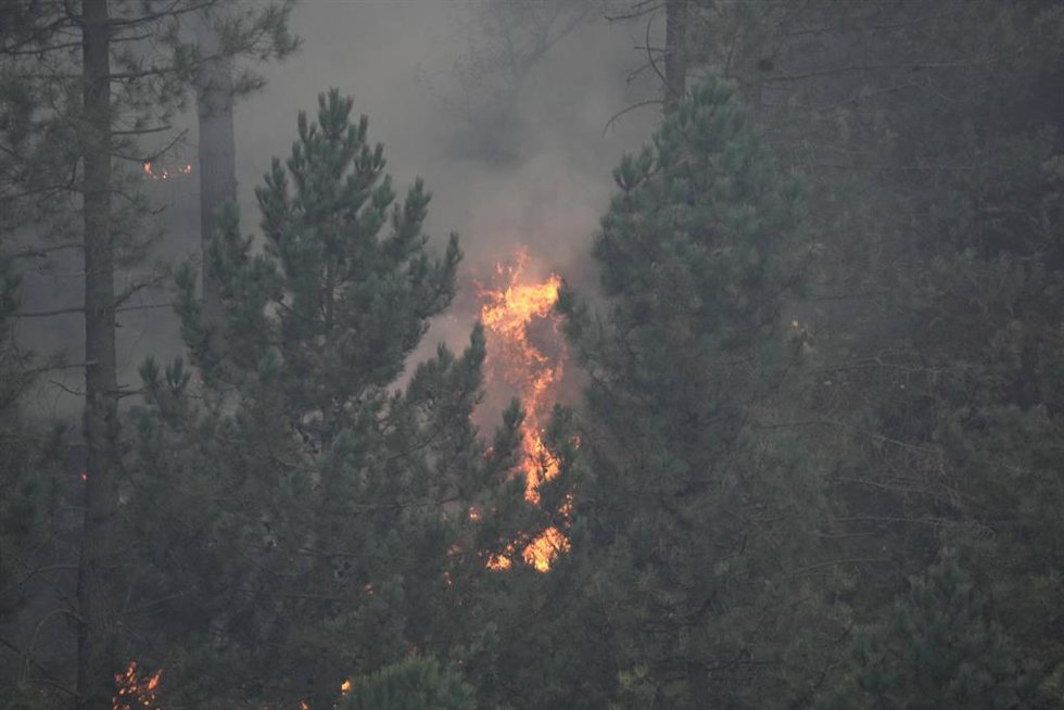 Archivo - Árboles ardiendo en un incendio forestal en la zona de Peñas Negras