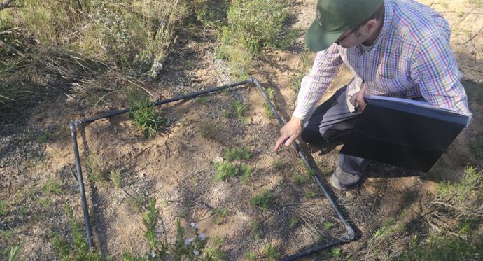 Arenales del Serral en Yecla, donde se lleva a cabo el proyecto FLoRE.
