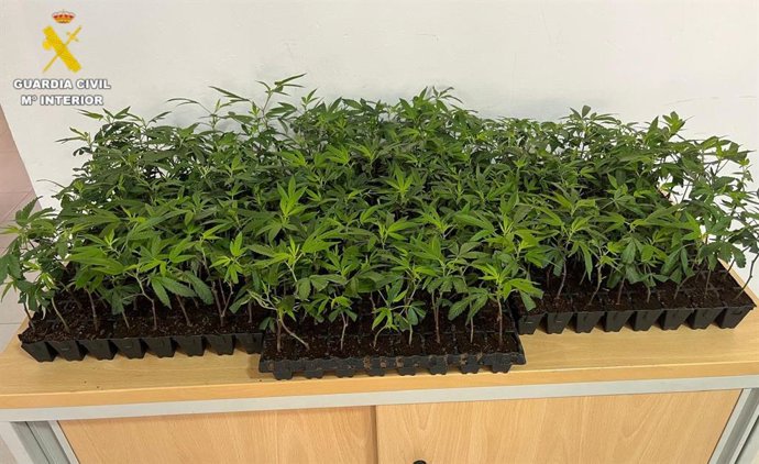 Plantones de marihuana