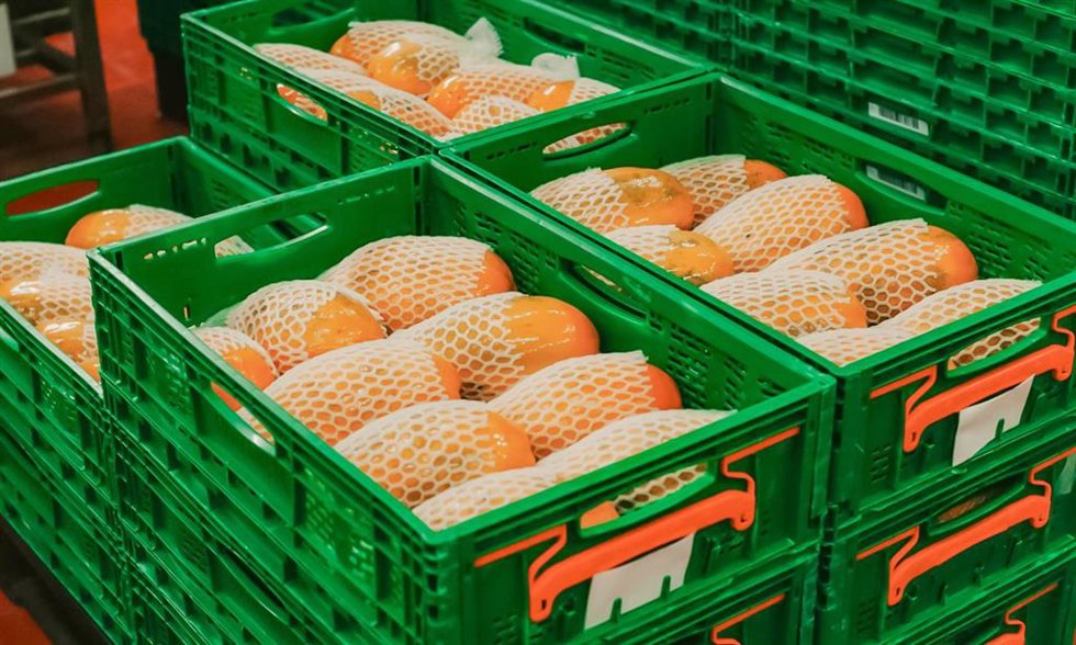 Papayas compradas por Mercadona a proveedores locales de Canarias