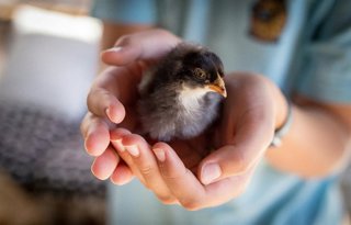 ¿Qué Haces Si Encuentras Una Cría De Pájaro En El Suelo? No Siempre Debes Devolverlo A Su Nido