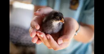 ¿Qué hacer si encuentras una cría de pájaro en el suelo? No siempre debes devolverlo a su nido