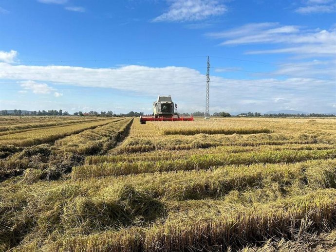 Archivo - Plantación de arroz