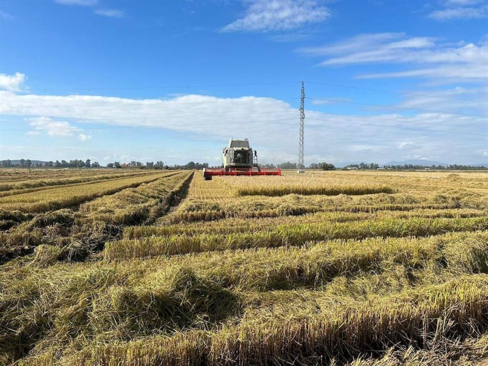 Archivo - Plantación de arroz
