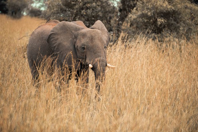 Elefante