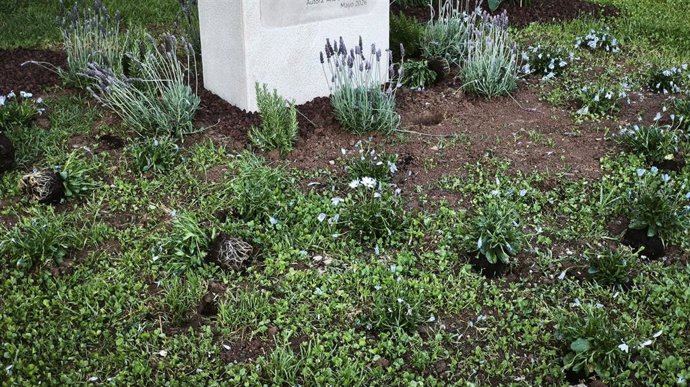 Imagen de las plantas arrancadas