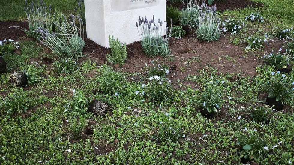 Imagen de las plantas arrancadas