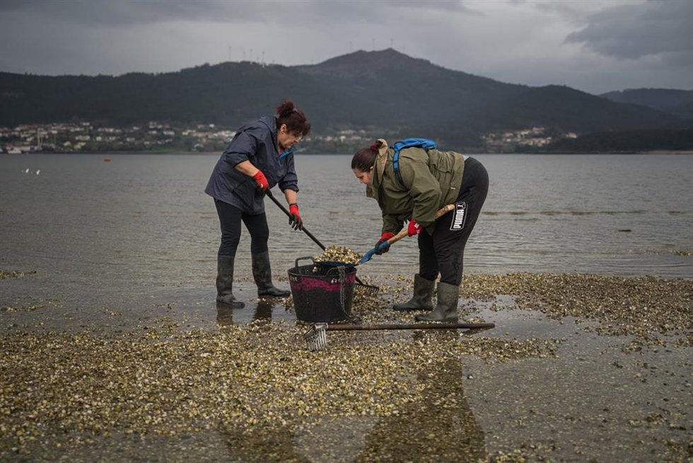 Archivo - Mariscadores recogen las conchas y el marisco muerto, en la playa de Testal, a 18 de marzo de 2026, en Noia, A Coruña, Galicia (España). Decenas de mariscadores de Noia recorren a pie la playa de Testal retirando las toneladas de bivalvo muerto 