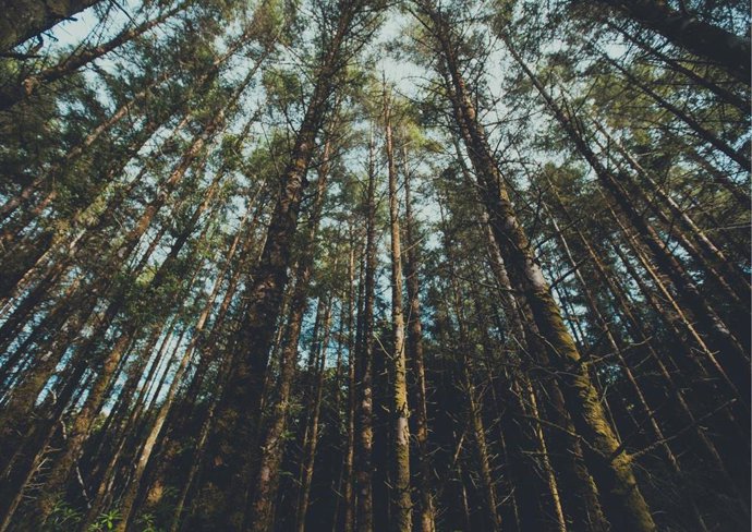 Bosque de Cantabria