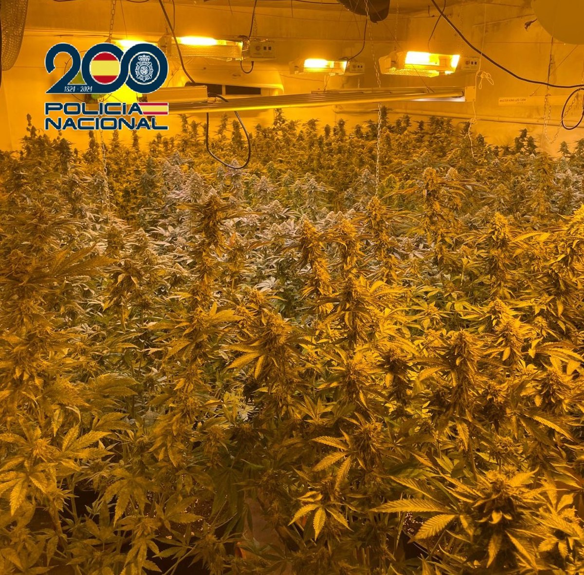 La Policía Nacional desmantela dos plantaciones de marihuana en Los Rosales, en El Palmar (Murcia)