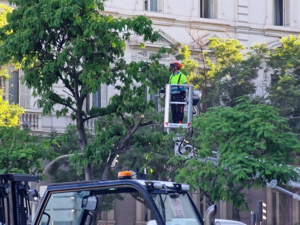 El Ayuntamiento retira 6 árboles en la Plaza de Cibeles de cara a la misa del Papa y se replantarán posteriormente