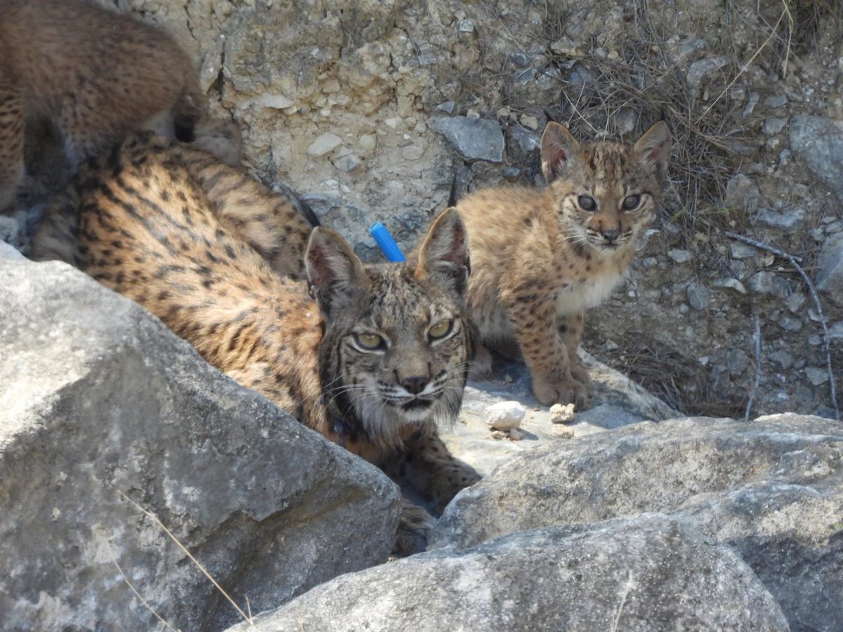 Nace una camada de cuatro linces ibéricos en las Tierras Altas de Lorca (Murcia)