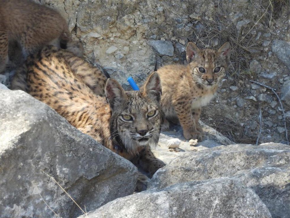 La hembra de lince ibérico Urtsu -con su collar de geolocalización azul- y uno de sus cuatro cachorros