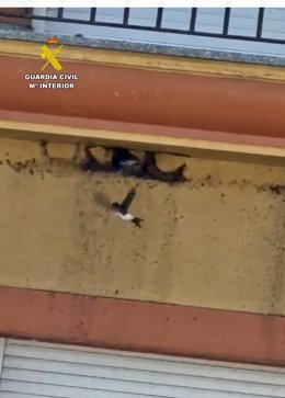 Nidos de avión común destruidos en Monesterio