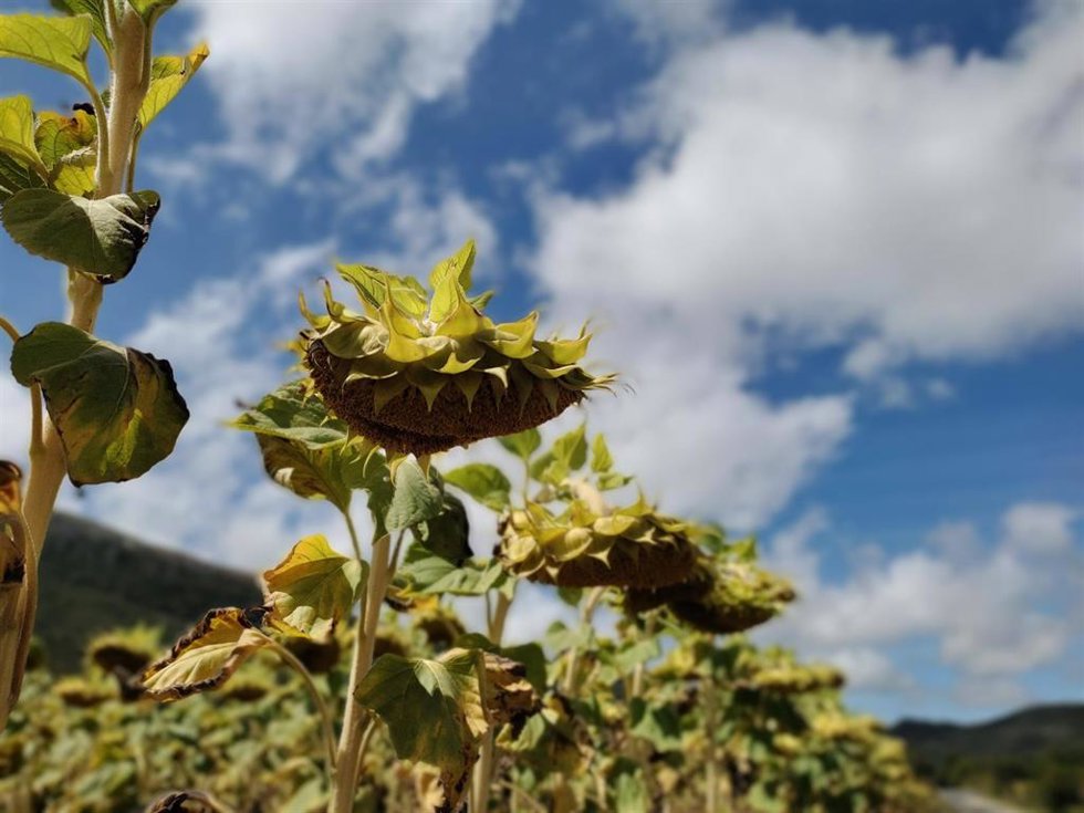 Archivo - Imagen de archivo de girasoles.