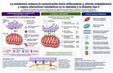 Foto: Descubren que la melatonina activa un mecanismo protector contra la obesidad y diabetes tipo 2