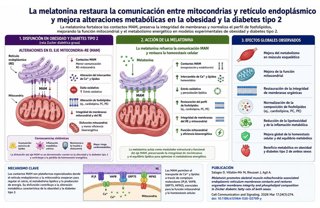Infografía  de los resultados de la investigación sobre la melatonina y la obesidad.
