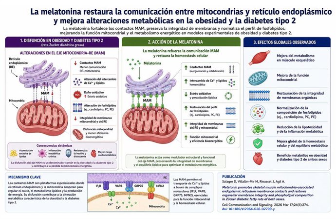 Infografía  de los resultados de la investigación sobre la melatonina y la obesidad.