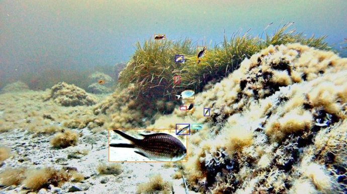 Un estudio con inteligencia artificial detecta un aumento de peces costeros en aguas de Andratx desde 2022.