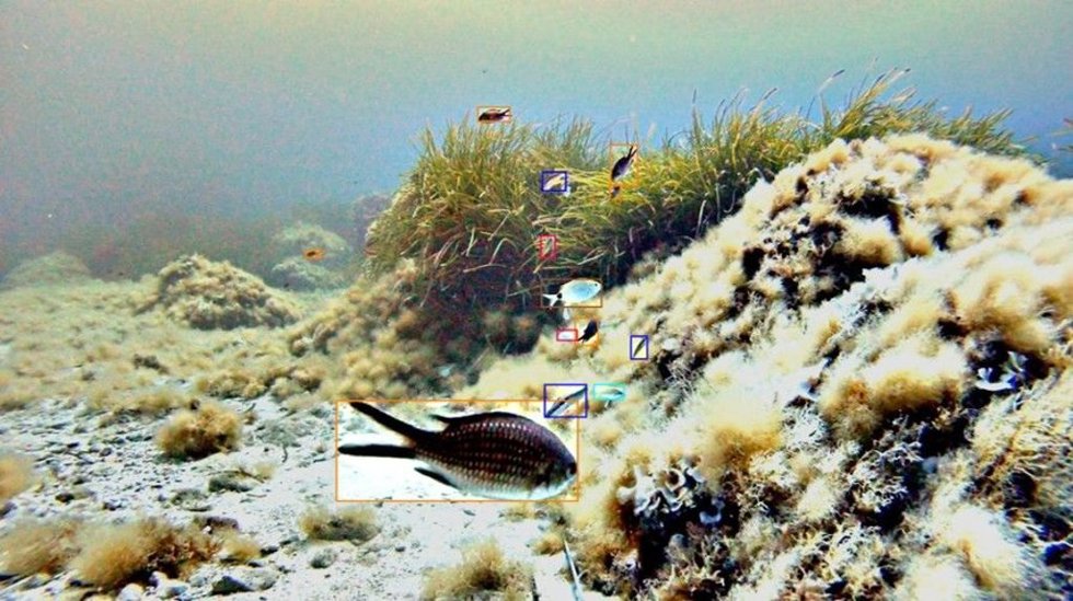 Un estudio con inteligencia artificial detecta un aumento de peces costeros en aguas de Andratx desde 2022.