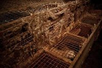 La Xunta inspeccionará de forma "inmediata" la granja de visones en Abegondo y la "sancionará" de ser oportuno