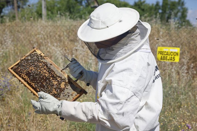 Archivo - Enjambres de abejas 