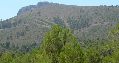 C. Valenciana