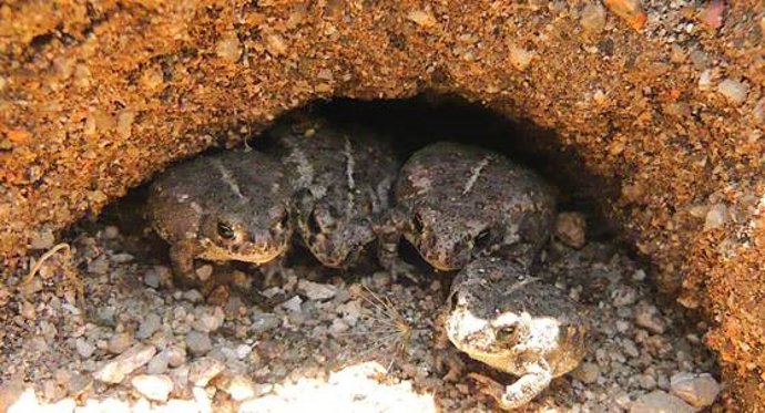 Juveniles de sapo corredor, Epidalea calamita, individuos que han metamorfoseado hace pocas semanas, y experimentarán un importante crecimiento en los próximos meses de su vida hasta alcanzar la madurez sexual.