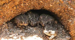 Juveniles de sapo corredor, Epidalea calamita, individuos que han metamorfoseado hace pocas semanas, y experimentarán un importante crecimiento en los próximos meses de su vida hasta alcanzar la madurez sexual.