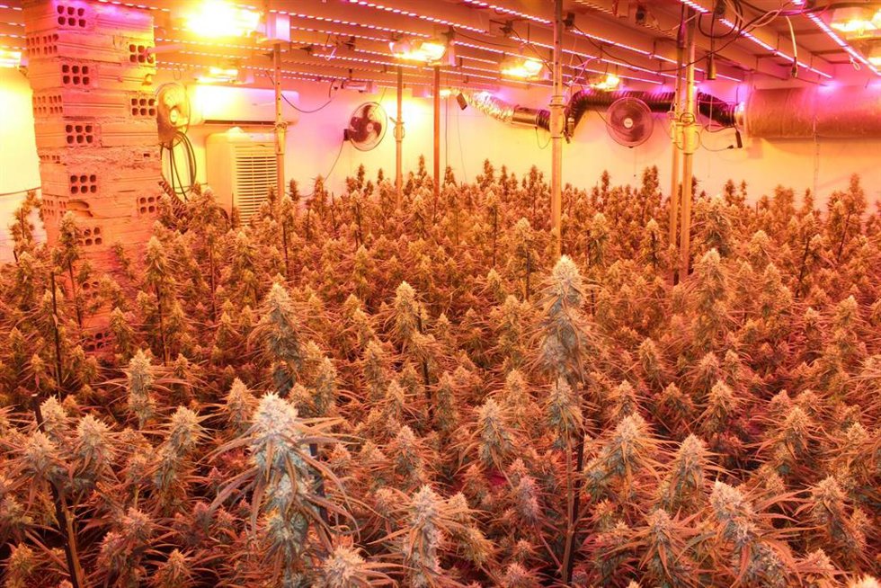 Una plantación de marihuana en el Maresme. Foto de archivo