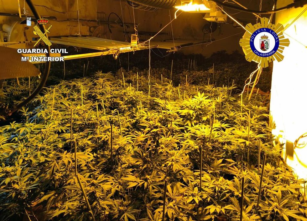 Parte de las plantas de marihuana intervenidas en una vivienda del casco urbano de Calasparra (Murcia)