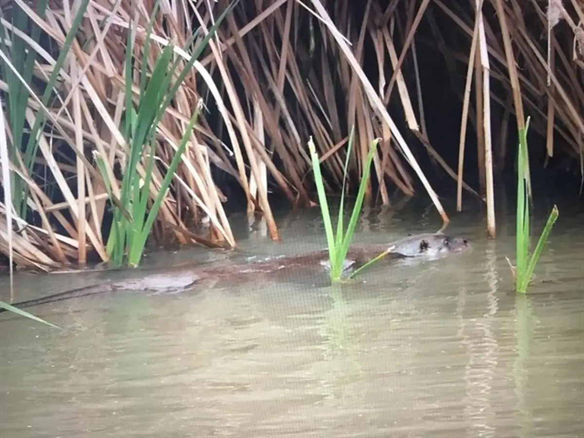 Nutria vista en el Manzanares
