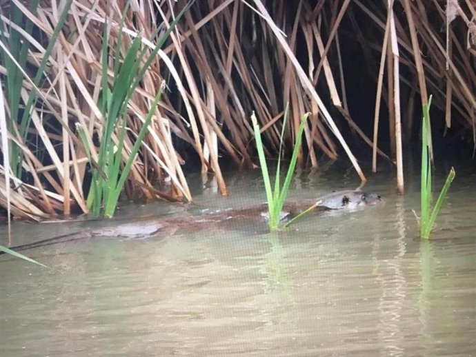 Archivo - Nutria vista en el Manzanares.