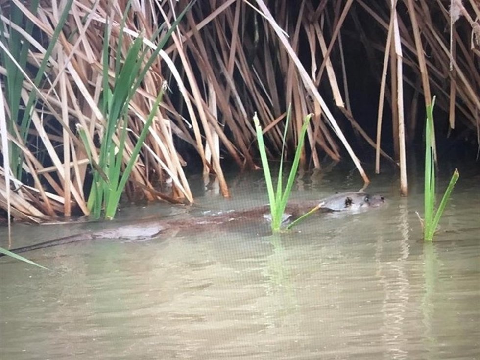Archivo - Nutria vista en el Manzanares.