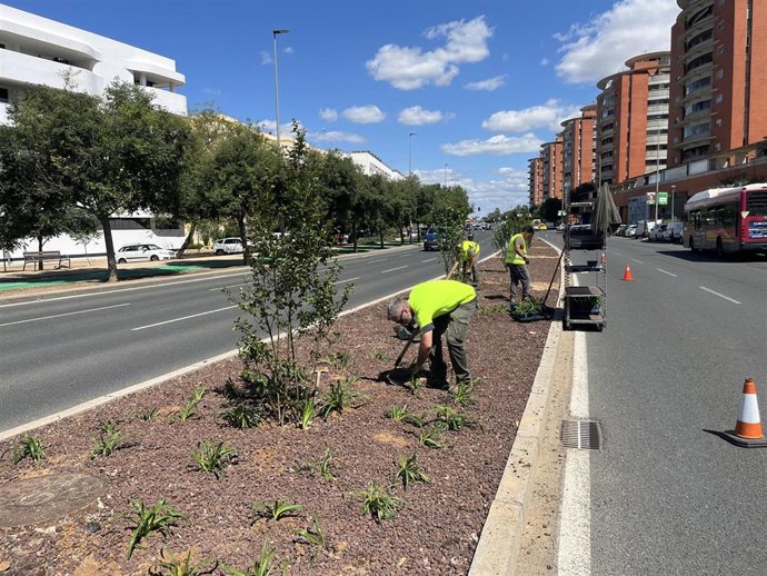 Imagen de operarios de Parques y Jardines del Ayuntamiento de Sevilla en labores de plantación del nuevo arbolado de la mediana de la Avenida de Jerez