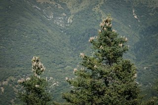 Recolecta de piña de pinsapo supera por primera vez los 1.500 kilos y favorecerá recuperación de Sierra Bermeja