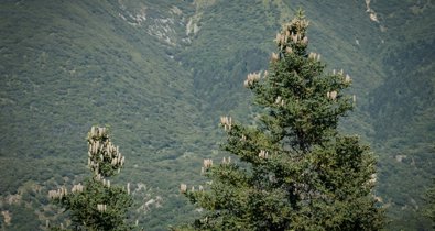 Andalucía Verde