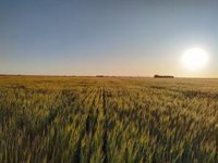 Agricultura prevé que el 25% de la superficie agraria de Baleares sea ecológica en 2030