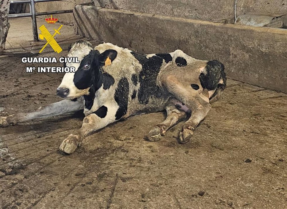 Una de las vacas que viajó en malas condiciones al matadero.