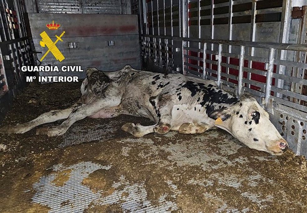 Operativo por graves deficiecias en el cuidado y transporte de vacas destinadas al matadero