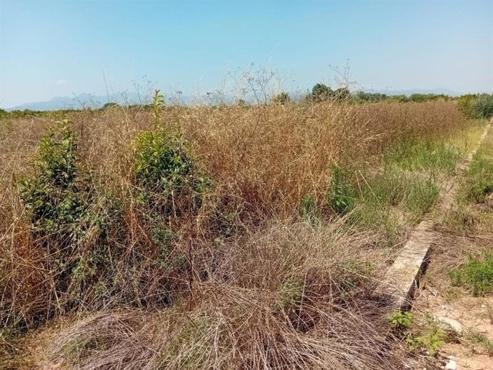 LA Unió reclama a la Generalitat un pla urgent contra les parcel·les abandonades que generen riscos fitosanitaris i ambientals