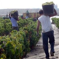 Logroño comienza a prepararse para la vendimia contratando suministros para atender a los temporeros