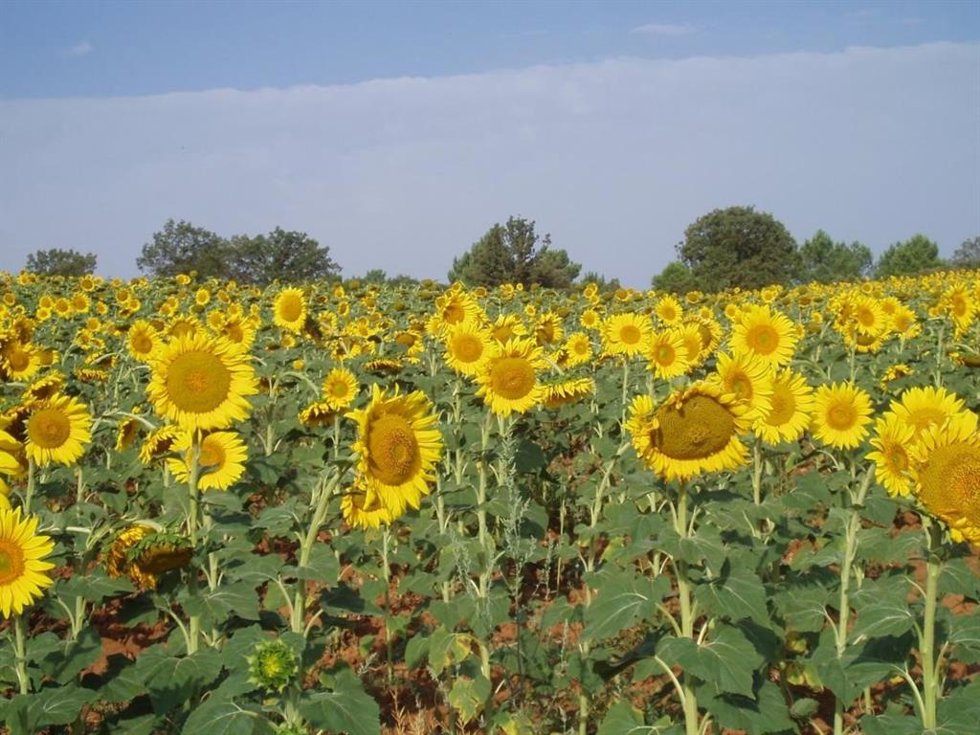 Archivo - Campo de girasol.