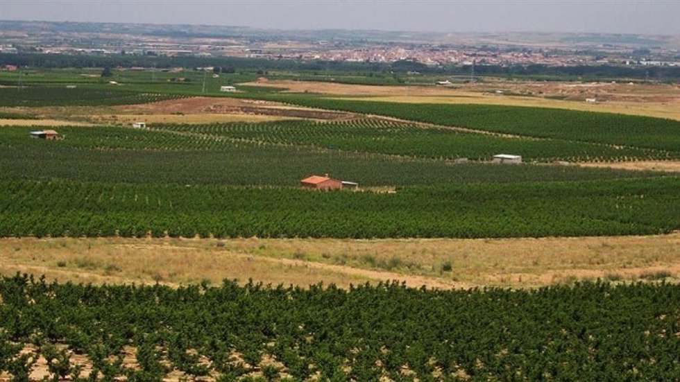 Campo de cultivo